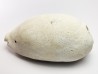 GASTEROPODE : Cypraea problematica - Pléistocène - Floride