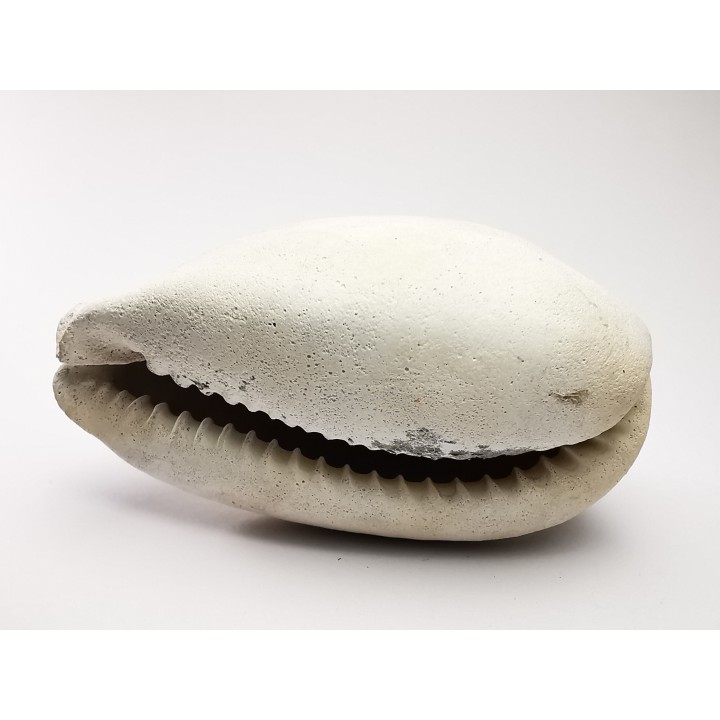 GASTEROPODE : Cypraea problematica - Pléistocène - Floride