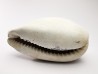 GASTEROPODE : Cypraea problematica - Pléistocène - Floride