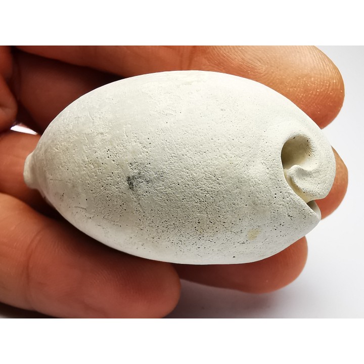 GASTROPOD: Cypraea problematica - Pleistocene - Florida, USA