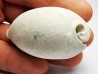 GASTEROPODE : Cypraea problematica - Pléistocène - Floride