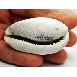 GASTEROPODE : Cypraea problematica - Pléistocène - Floride