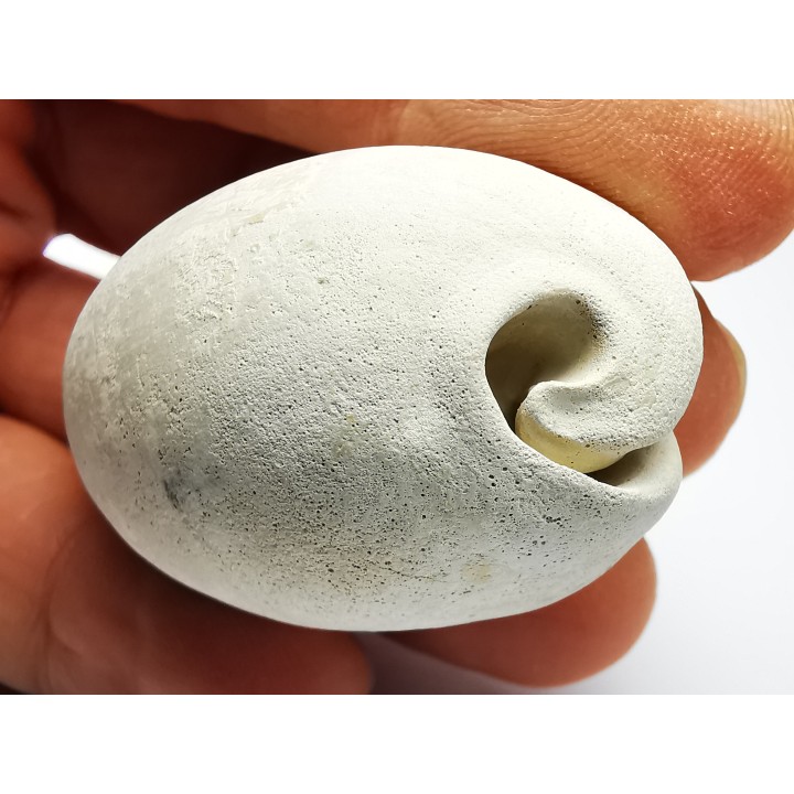 GASTEROPODE : Cypraea problematica - Pléistocène - Floride