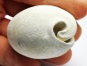 GASTEROPODE : Cypraea problematica - Pléistocène - Floride