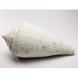 GASTEROPODE : Contraconus tryoni - Pléistocène - Floride