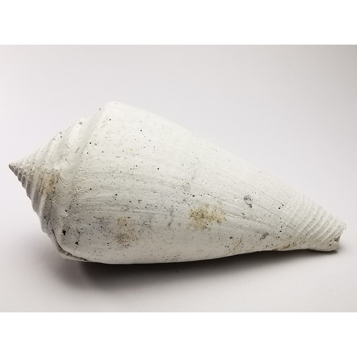 GASTEROPODE : Contraconus tryoni - Pléistocène - Floride