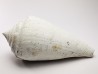 GASTROPOD: Contraconus tryoni - Pleistocene - Florida, USA