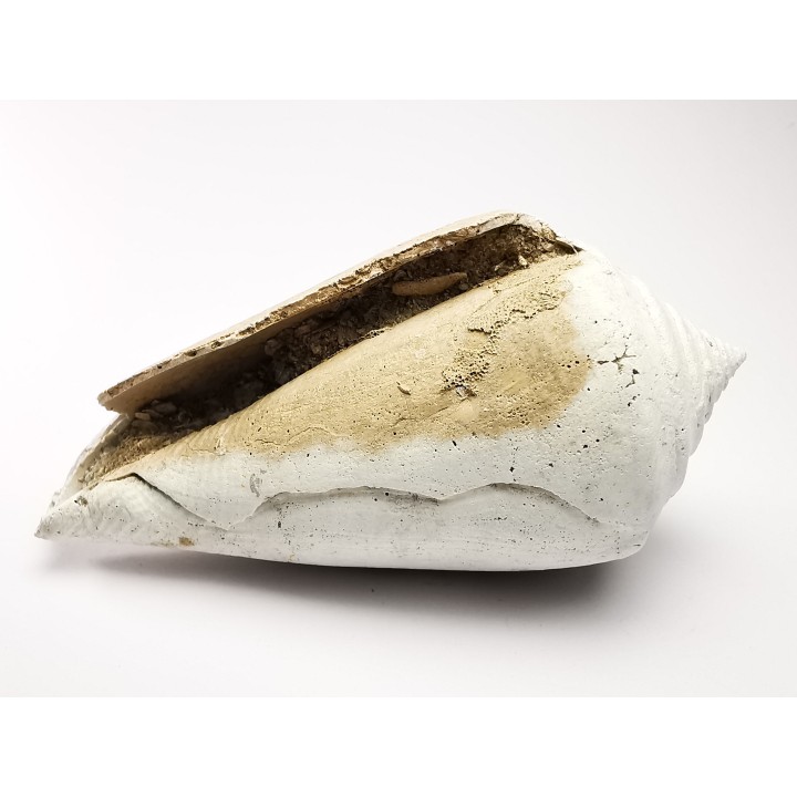 GASTROPOD: Contraconus tryoni - Pleistocene - Florida, USA