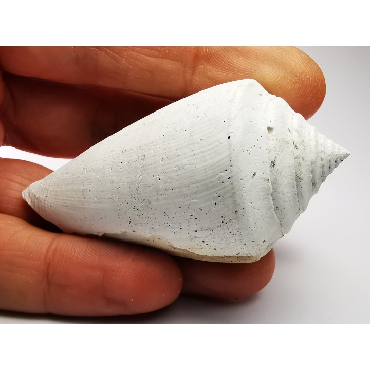 GASTROPOD: Contraconus tryoni - Pleistocene - Florida, USA