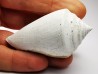 GASTROPOD: Contraconus tryoni - Pleistocene - Florida, USA