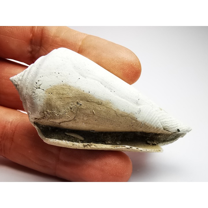 GASTEROPODE : Contraconus tryoni - Pléistocène - Floride