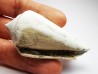 GASTROPOD: Contraconus tryoni - Pleistocene - Florida, USA