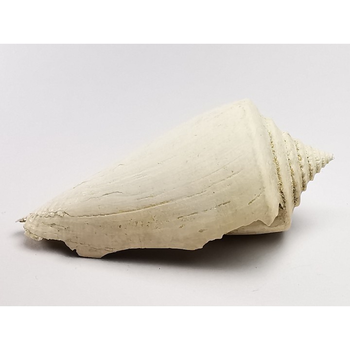 GASTEROPODE : Contraconus tryoni - Pléistocène - Floride