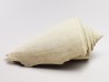 GASTEROPODE : Contraconus tryoni - Pléistocène - Floride