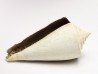 GASTROPOD: Contraconus tryoni - Pleistocene - Florida, USA