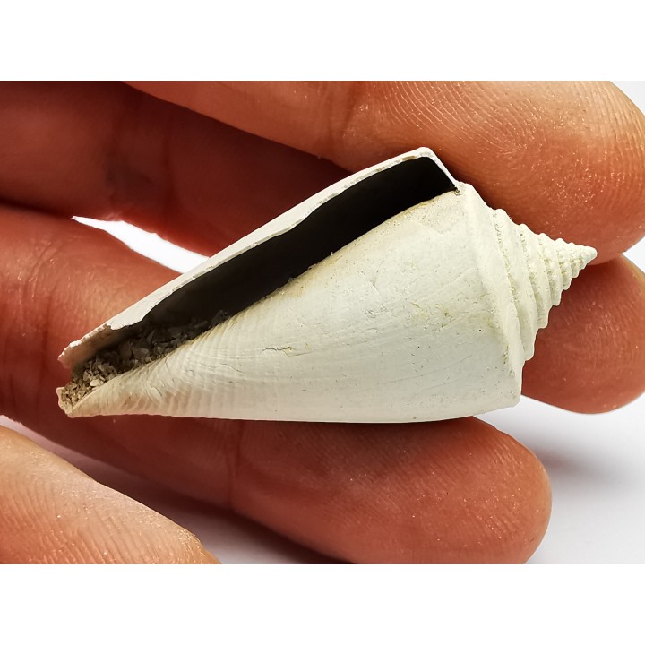 GASTEROPODE : Contraconus tryoni - Pléistocène - Floride