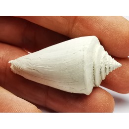 GASTEROPODE : Contraconus tryoni - Pléistocène - Floride