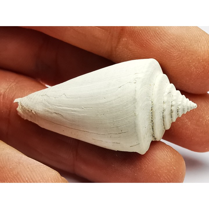 GASTROPOD: Contraconus tryoni - Pleistocene - Florida, USA