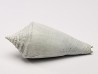 GASTROPOD: Contraconus tryoni - Pleistocene - Florida, USA