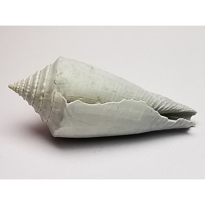 GASTEROPODE : Contraconus tryoni - Pléistocène - Floride