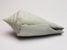 GASTEROPODE : Contraconus tryoni - Pléistocène - Floride
