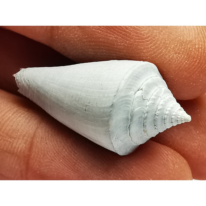 GASTEROPODE : Contraconus tryoni - Pléistocène - Floride