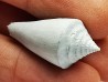 GASTEROPODE : Contraconus tryoni - Pléistocène - Floride
