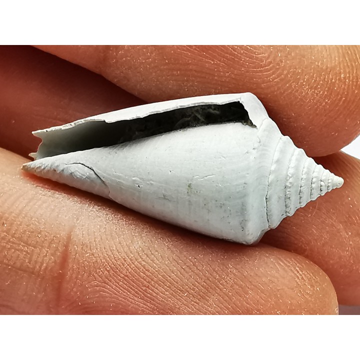 GASTEROPODE : Contraconus tryoni - Pléistocène - Floride