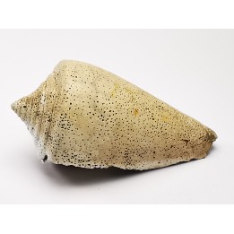 GASTEROPODE : Conus marylandicus - Pléistocène - Floride