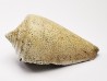 GASTEROPODE : Conus marylandicus - Pléistocène - Floride
