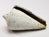 GASTROPOD: Conus marylandicus - Pleistocene - Florida, USA