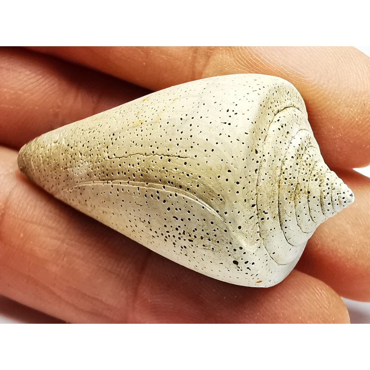 GASTEROPODE : Conus marylandicus - Pléistocène - Floride