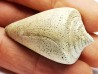 GASTEROPODE : Conus marylandicus - Pléistocène - Floride
