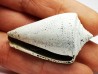GASTEROPODE : Conus marylandicus - Pléistocène - Floride