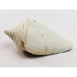 GASTROPOD: Conus marylandicus - Pleistocene - Florida, USA