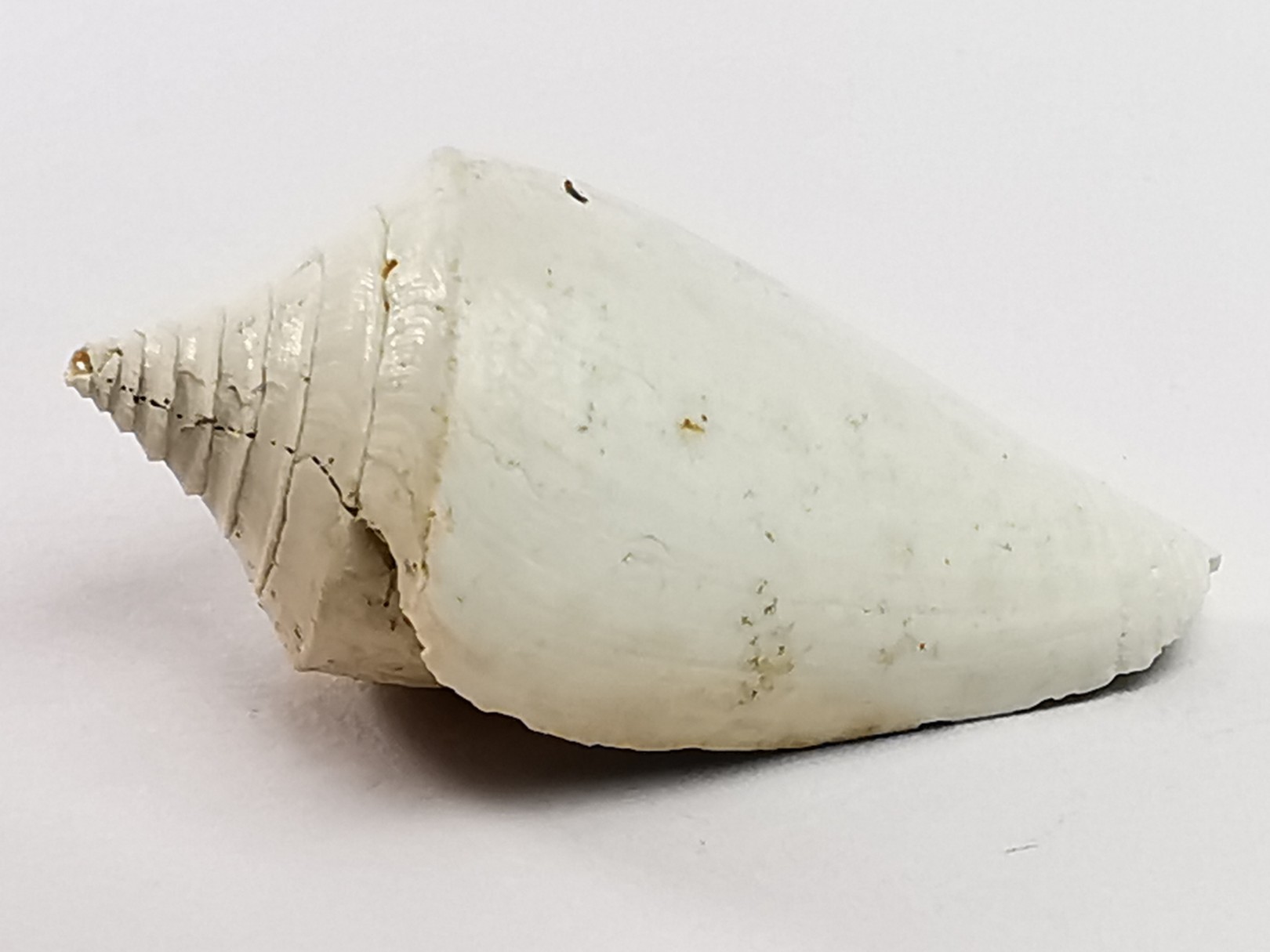 GASTROPOD: Conus marylandicus - Pleistocene - Florida, USA