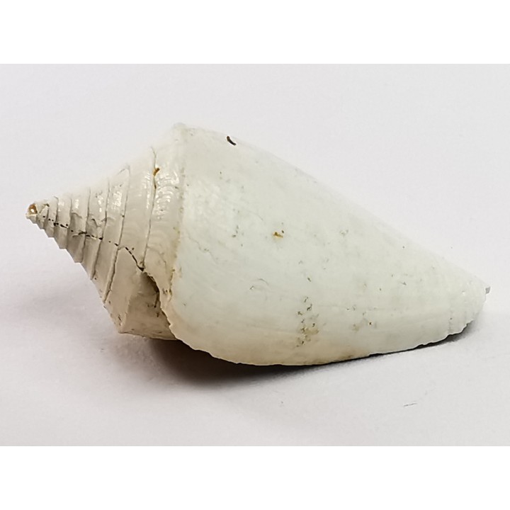 GASTROPOD: Conus marylandicus - Pleistocene - Florida, USA