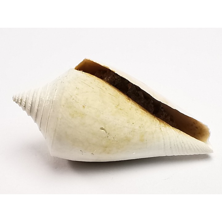 GASTROPOD: Conus marylandicus - Pleistocene - Florida, USA