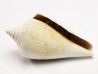 GASTEROPODE : Conus marylandicus - Pléistocène - Floride