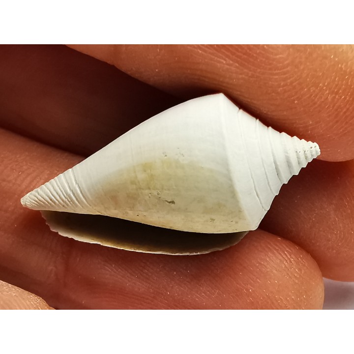 GASTROPOD: Conus marylandicus - Pleistocene - Florida, USA