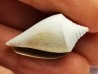 GASTEROPODE : Conus marylandicus - Pléistocène - Floride
