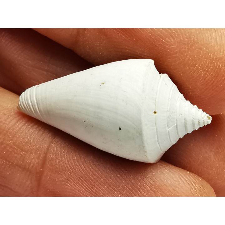GASTEROPODE : Conus marylandicus - Pléistocène - Floride