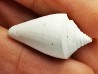 GASTEROPODE : Conus marylandicus - Pléistocène - Floride