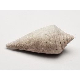 GASTEROPODE : Conus marylandicus - Pléistocène - Floride