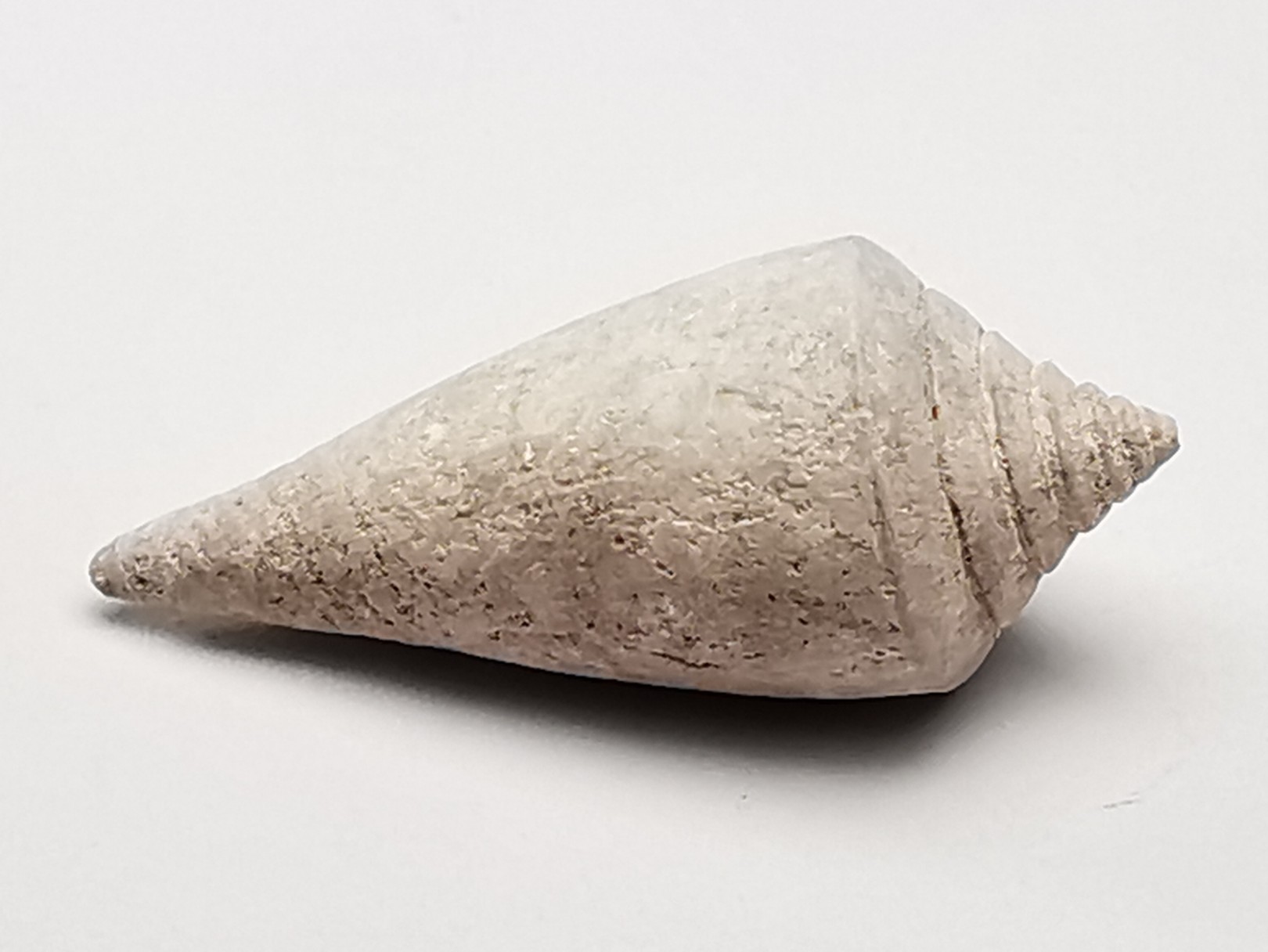 GASTEROPODE : Conus marylandicus - Pléistocène - Floride