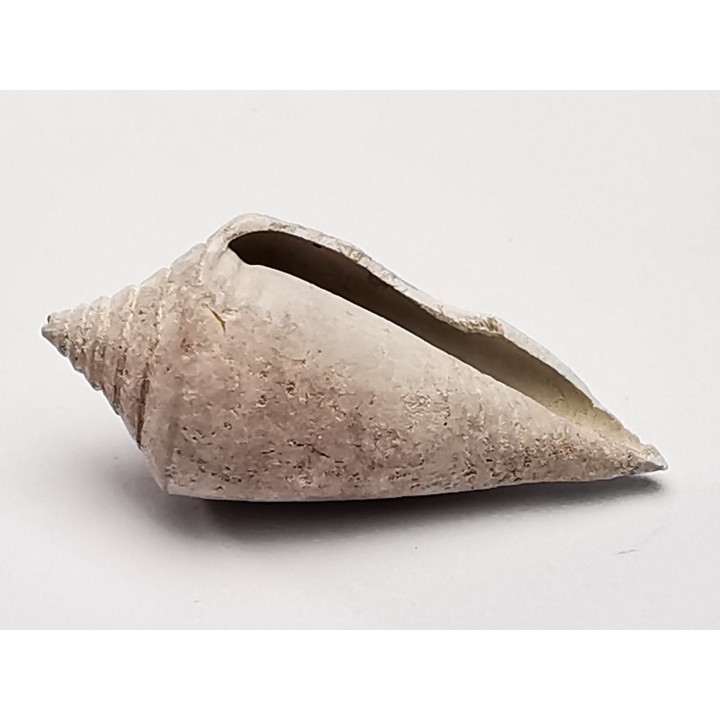 GASTEROPODE : Conus marylandicus - Pléistocène - Floride