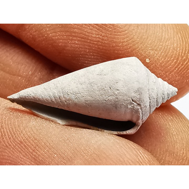 GASTEROPODE : Conus marylandicus - Pléistocène - Floride