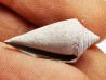 GASTEROPODE : Conus marylandicus - Pléistocène - Floride