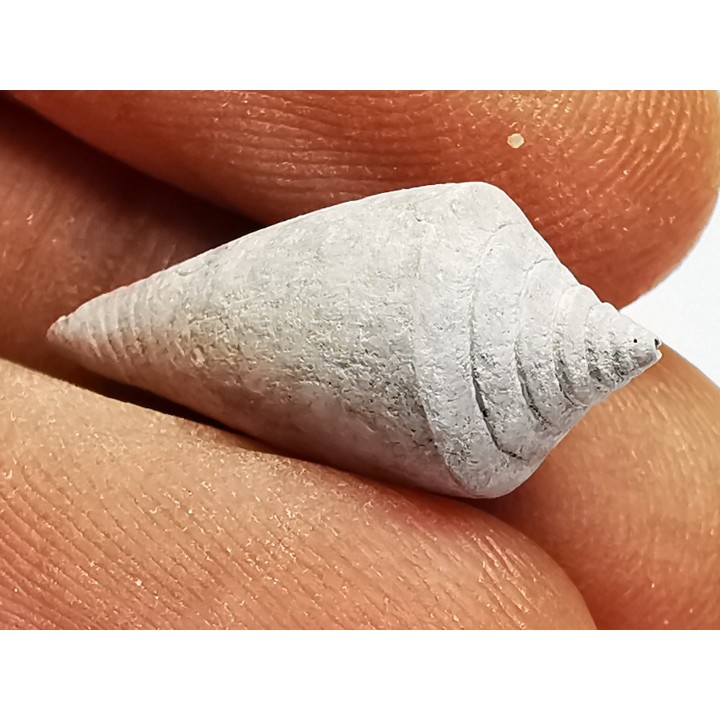 GASTEROPODE : Conus marylandicus - Pléistocène - Floride