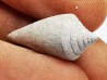 GASTROPOD: Conus marylandicus - Pleistocene - Florida, USA